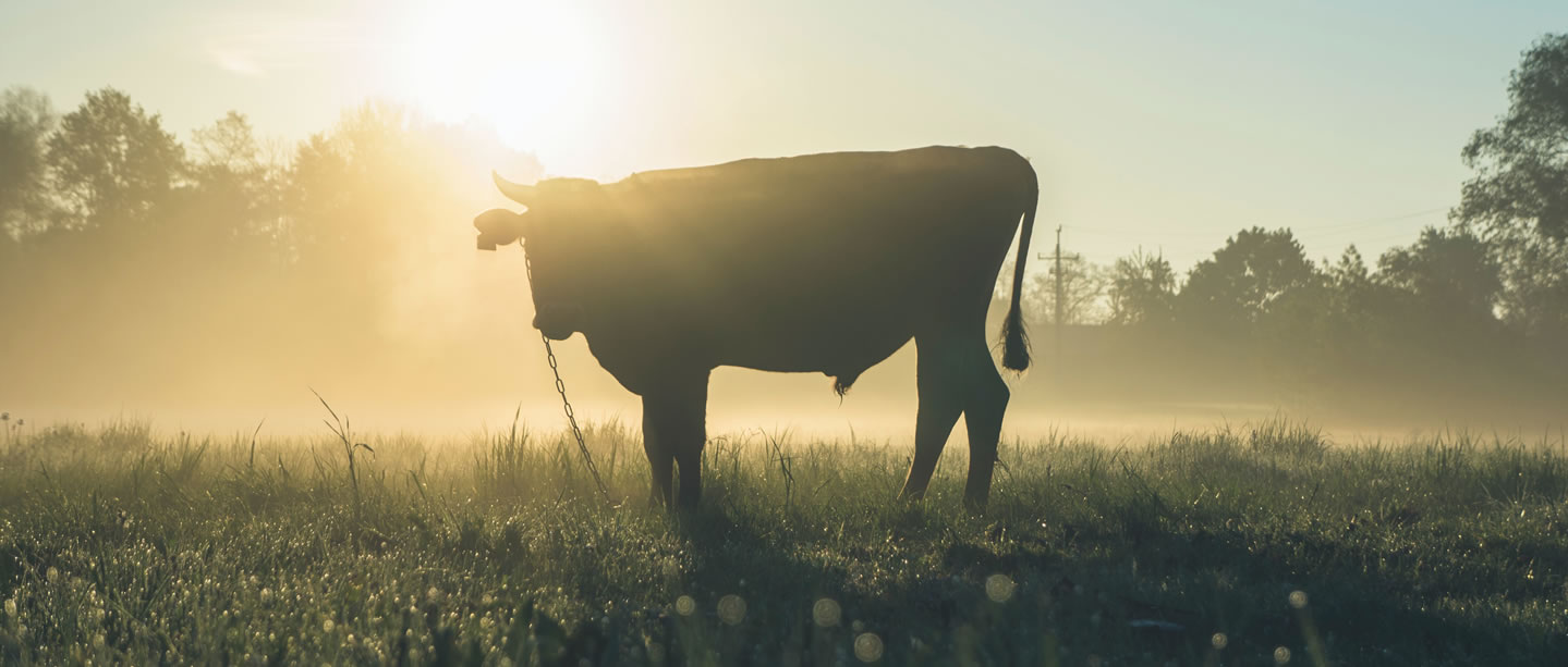 slider-1-header-hatolarubiera