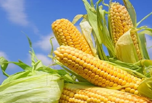 Boletín: Estimo que la «agricultura de contrato» beneficie la siembra del maíz